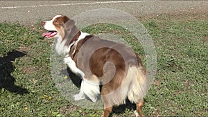 Dog breed Australian Shepherd or Aussie with the color brown tricolor