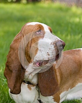 Dog of breed baset-haund