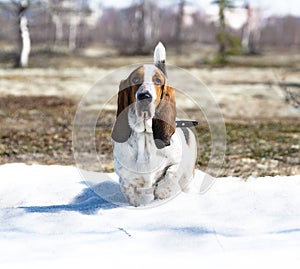 Dog breed basset-hound