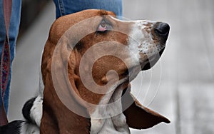 A basset hound dog with a sad look sits at the feet of the owner sits
