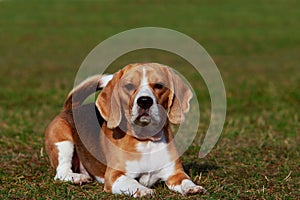 Dog breed beagle