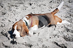 The dog breed beagle