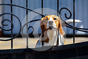 Dog breed beagle