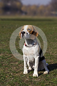 Dog breed beagle