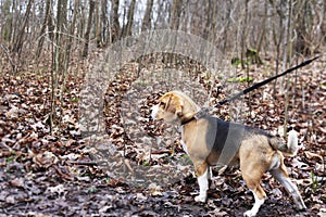 Dog breed Beagle in the autumn forest