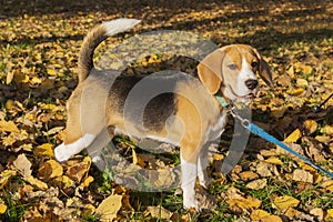 Dog breed Beagle in the autumn forest on a Sunny day