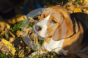 Dog breed Beagle in the autumn forest on a Sunny day