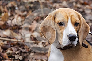 Dog breed Beagle in the autumn forest on a Sunny day