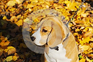 Dog breed Beagle in the autumn forest on a Sunny day.