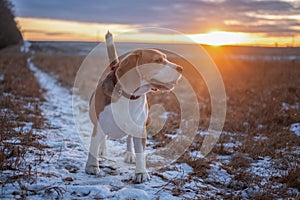 Dog breed Beagle on the background of a beautiful sunset