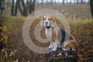 Dog breed Beagle funny sitting on a stump