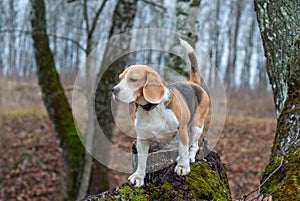 Dog breed Beagle funny sitting on a stump