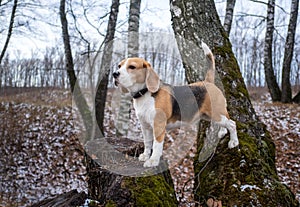 Dog breed Beagle funny sitting on a stump