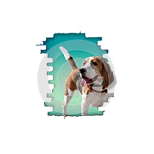 The dog breed beagle peeps