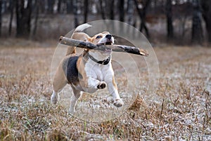 Dog breed Beagle playing with a stick