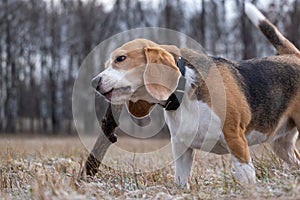 Dog breed Beagle playing with a stick