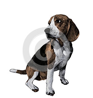 Dog breed Beagle sitting full length and looking sideways