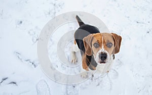 Dog breed Beagle sitting in snow on winter meadow