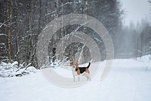 Dog breed Beagle standing in winter forest