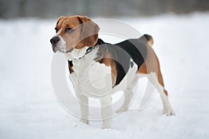 Dog breed Beagle standing in winter forest