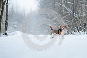 Dog breed Beagle standing in winter forest