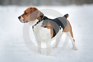 Dog breed Beagle standing in winter forest