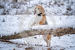 Dog breed Beagle for a walk