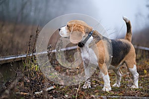 Dog breed Beagle for a walk in the autumn Park