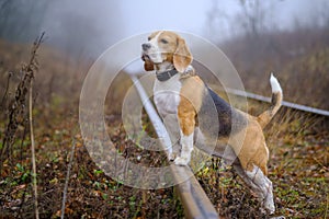 Dog breed Beagle for a walk in the autumn Park