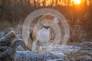 Dog breed Beagle on a walk in the winter Park on the background of a beautiful sunset