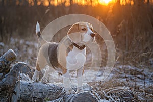 Dog breed Beagle on a walk in the winter Park on the background of a beautiful sunset