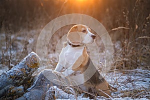 Dog breed Beagle on a walk in the winter Park on the background of a beautiful sunset