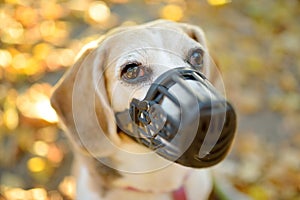 A dog breed beagle walking in harness and muzzle on leash with its owner in autumn park. Doggy playground. Dog walking. Pet sitter