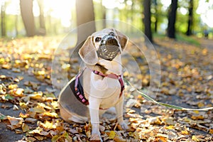 A dog breed beagle walking in harness and muzzle on leash with its owner in autumn park. Doggy playground. Dog walking. Pet sitter