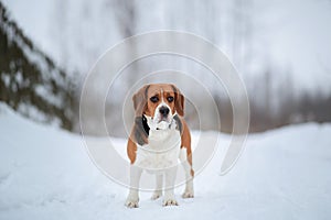 Dog breed Beagle walking in winter forest