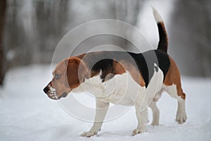 Dog breed Beagle walking in winter forest