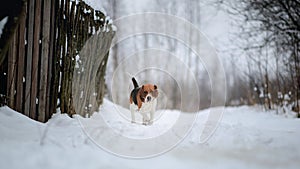 Dog breed Beagle walking in winter forest