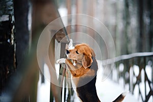 Dog breed Beagle walking in winter, portrait