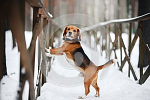 Dog breed Beagle walking in winter, portrait