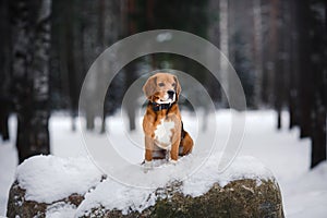 Dog breed Beagle walking in winter, portrait