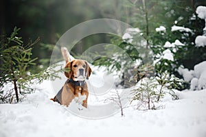 Dog breed Beagle walking in winter, portrait