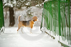 Dog breed Beagle in winter play in the snow outdoors