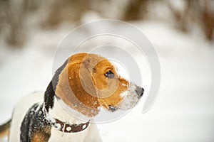 Dog breed Beagle in winter play in the snow outdoors