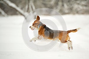 Dog breed Beagle in winter play in the snow outdoors