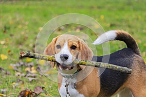 Dog breed Beagle in the woods playing with a stick in his teeth.