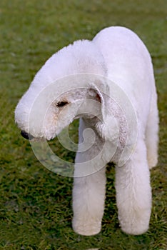 Dog of breed Bedlington Terrier