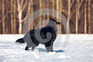 Dog breed Belgian Shepherd Groenendael