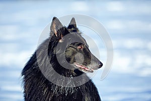 Dog breed Belgian Shepherd Groenendael