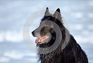 Dog breed Belgian Shepherd Groenendael