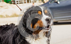 Dog breed Bernese Mountain Dog close-up